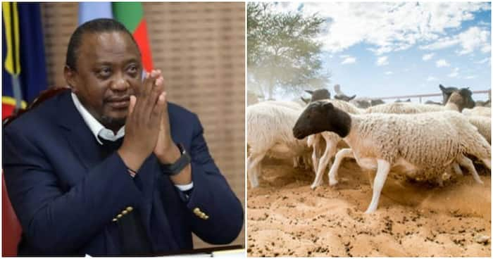 Kenyatta's Sheep Returned